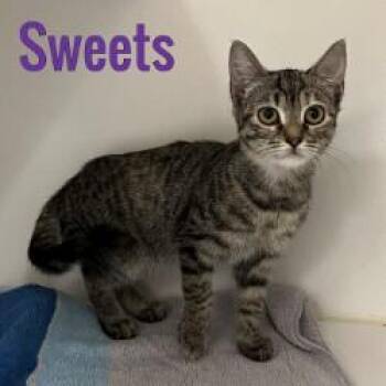 Sweets -  Domestic Short Hair Cat for Adoption in Pleasantville, New Jersey - Sweets | PetCurious