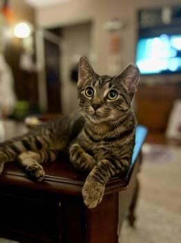 Rescue Domestic Short Hair Cats for Adoption in New Baltimore, Michigan - Clarissa | PetCurious