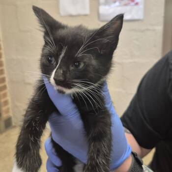Domestic Short Hair Cats Available for Adoption in Birmingham, Alabama - Nala | PetCurious