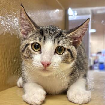 Gus -  Domestic Short Hair Cat for Adoption in Sonora, California - Gus | PetCurious