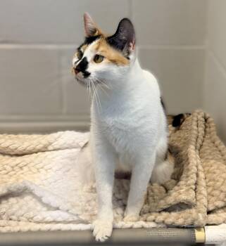 Fran -  Domestic Short Hair Cat for Adoption in Slidell, Louisiana - Fran | PetCurious