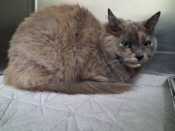 CINDER -  Domestic Medium Hair Cat for Adoption in Santa Fe, New Mexico - CINDER | PetCurious