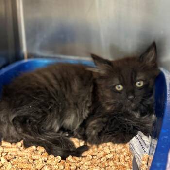 Ray-Ban -  Domestic Short Hair Cat for Adoption in Chehalis, Washington - Ray-Ban | PetCurious