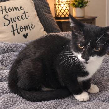 Bailey -  Domestic Long Hair Cat for Adoption in Eufaula, Alabama - Bailey | PetCurious