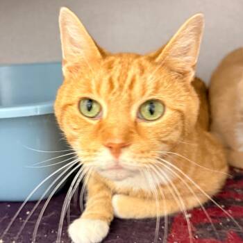 Chico -  Domestic Short Hair Cat for Adoption in Evansville, Indiana - Chico | PetCurious