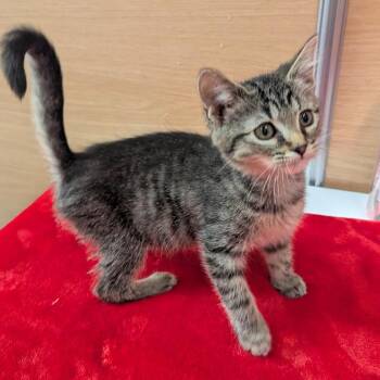 Sprout -  Domestic Short Hair Cat for Adoption in Canton, North Carolina - Sprout | PetCurious