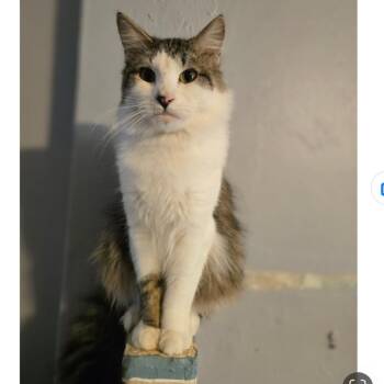 Thunder -  Domestic Medium Hair Cat Available for Adoption in Marshall, Texas - Thunder | PetCurious