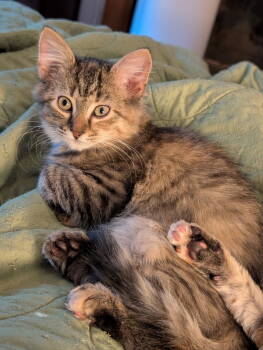 Rescue Domestic Medium Hair Cats for Adoption in Reston, Virginia - Cinder | PetCurious