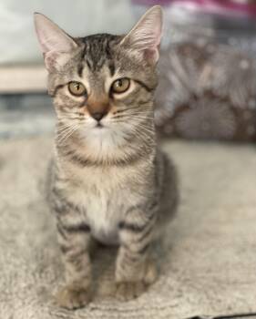 Rosie -  Tabby and Domestic Short Hair Cat for Adoption in Lacon, Illinois - Rosie | PetCurious