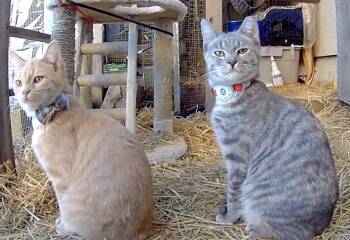 Rescue Domestic Short Hair Cats for Adoption in San Francisco, California - Beamer (bonded With Lexus) | PetCurious