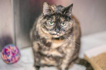 Domestic Short Hair Cats Available for Adoption - CHIA | PetCurious