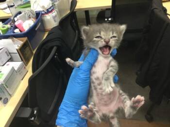 Domestic Short Hair Cats Available for Adoption - A1894448 | PetCurious