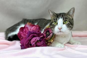 Domestic Short Hair Cats Available for Adoption in Kerrville, Texas - Cleo | PetCurious