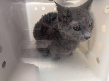 Whirlwind -  Domestic Short Hair Cat for Adoption in Cincinnati, Ohio - Whirlwind | PetCurious