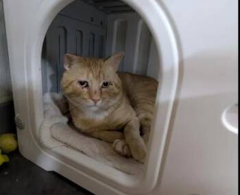 RANGO -  Domestic Medium Hair Cat for Adoption in Brunswick, Georgia - RANGO | PetCurious
