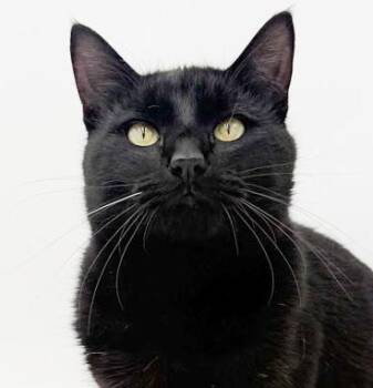 Bombay Cats Available for Adoption in Bedford Hills, New York - Amethyst Our Love!  Seriously A Licorice Lover - THERAPY Cat! | PetCurious
