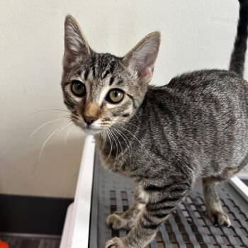 Hanna -  Domestic Short Hair Cat for Adoption in Las Vegas, Nevada - Hanna | PetCurious