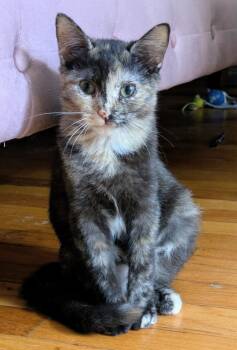 Rescue Domestic Short Hair Cats for Adoption in Syracuse, New York - Jaida & Angie (bonded Pair) | PetCurious