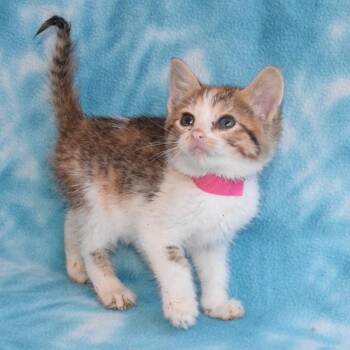 Coral 52722 -  Domestic Short Hair Cat for Adoption in Eureka, California - Coral 52722 | PetCurious