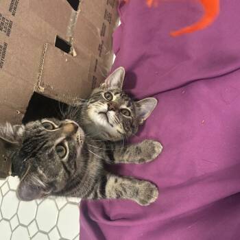 Bratwurst -  Domestic Short Hair Cat for Adoption in Aspinwall, Pennsylvania - Bratwurst | PetCurious