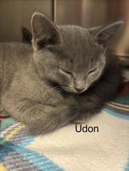 Udon -  Domestic Short Hair Cat for Adoption in Topsham, Maine - Udon | PetCurious