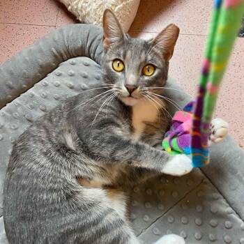 Domestic Short Hair Cats Available for Adoption - Nutella | PetCurious