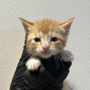 Stud -  Domestic Short Hair Cat for Adoption in Abilene, Texas - Stud | PetCurious