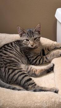 Franklin -  Tabby Cat for Adoption in Everettville, West Virginia - Franklin | PetCurious