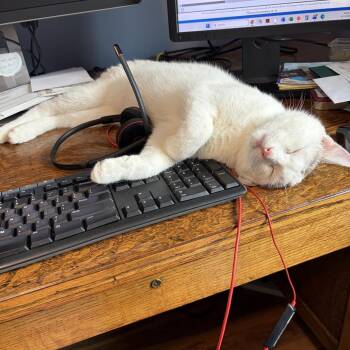 Mochi -  Domestic Short Hair Cat for Adoption in Chaska, Minnesota - Mochi | PetCurious
