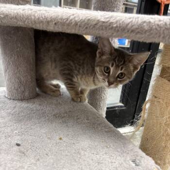 Patrick -  Domestic Short Hair Cat for Adoption in Buffalo, New York - Patrick | PetCurious
