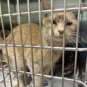 Hitch -  Domestic Short Hair Cat for Adoption in Phoenixville, Pennsylvania - Hitch | PetCurious