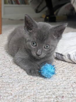 Rescue Domestic Short Hair Cats for Adoption - Raisin | PetCurious