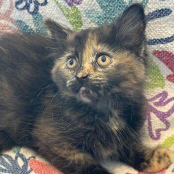 Sun Baby -  Domestic Medium Hair Cat Available for Adoption in Matteson, Illinois - Sun Baby | PetCurious