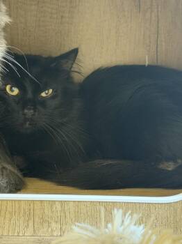 Lewis -  Domestic Long Hair Cat for Adoption in Ontario, California - Lewis | PetCurious