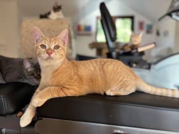 Rescue Domestic Short Hair Cats for Adoption in Campbell, California - Beckett | PetCurious