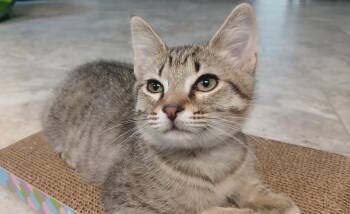 Quagmire -  Domestic Short Hair Cat for Adoption in Cullowhee, North Carolina - Quagmire | PetCurious