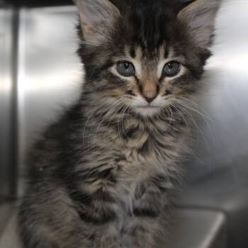 Georgia -  Domestic Short Hair Cat for Adoption in Yucca Valley, California - Georgia | PetCurious