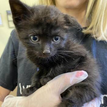 Domestic Short Hair Cats Available for Adoption in Lynchburg, Virginia - Jack | PetCurious