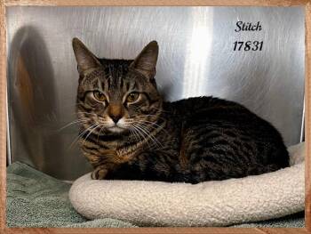 Domestic Short Hair and Tabby Cats Available for Adoption - STITCH See Also LILO | PetCurious