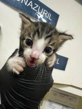 Domestic Short Hair Cats Available for Adoption in Fremont, California - A197817 | PetCurious