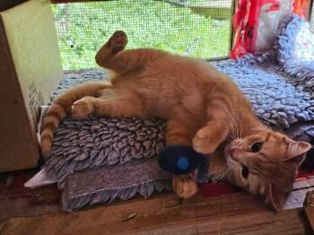Ember -  Domestic Short Hair Cat for Adoption in Stratford, Ontario - Ember | PetCurious