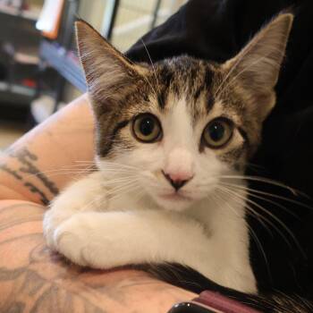 Margaret -  Domestic Short Hair Cat for Adoption in Saint Charles, Missouri - Margaret | PetCurious