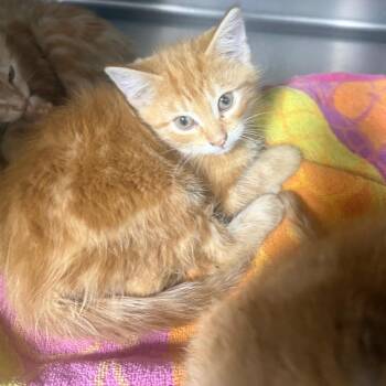Domestic Long Hair Cats Available for Adoption in Normal, Illinois - Jordan | PetCurious
