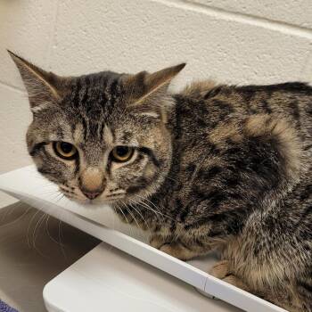 Chadwick -  Domestic Short Hair Cat for Adoption in Murray, Utah - Chadwick | PetCurious