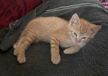 MILO -  Domestic Short Hair Cat for Adoption in Colorado Springs, Colorado - MILO | PetCurious