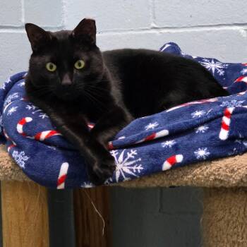 Ben -  Domestic Short Hair Cat for Adoption in Smithtown, New York - Ben | PetCurious