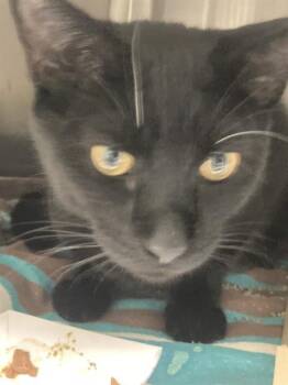 Domestic Short Hair Cats Available for Adoption in Omaha, Nebraska - SAMUEL | PetCurious