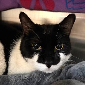 Jack -  Domestic Short Hair Cat for Adoption in Las Vegas, Nevada - Jack | PetCurious
