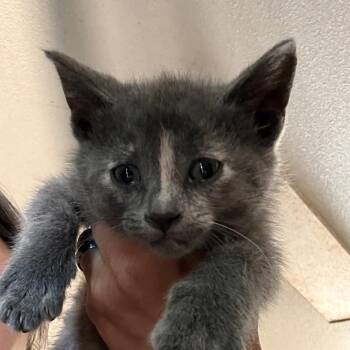 Felicity -  Domestic Short Hair Cat for Adoption in Yucaipa, California - Felicity | PetCurious