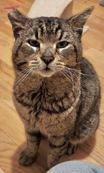 Domestic Short Hair Cats Available for Adoption - Harley - Barn Cat | PetCurious